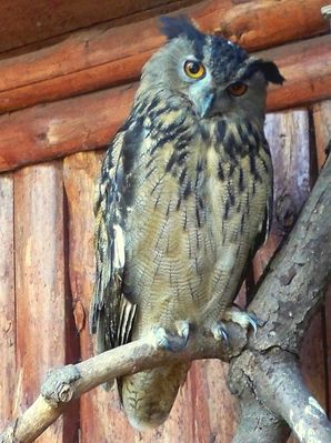 Bubo bubo
to po łacinie puchacz.
