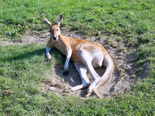 Kangur
opala się w grajdole.
