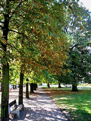 Sezon na kasztany
Alejka w parku na pl. Obrońców Warszawy.
