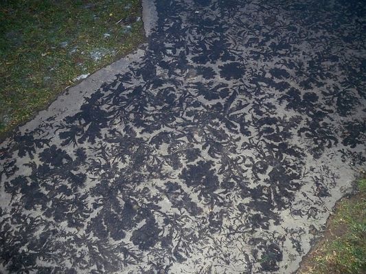 Wigilijny kobierzec
przez mróz pomalowany
