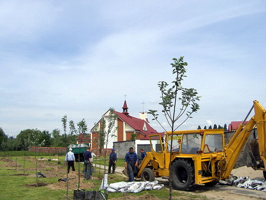 Akcja sadzenia drzew
Sadzenie drzew (jarząb szwedzki) wzdłuż ul. Dobrzyńskiej w czerwcu 2006r. (fotka rodzajowa).
Słowa kluczowe: Skarpa
