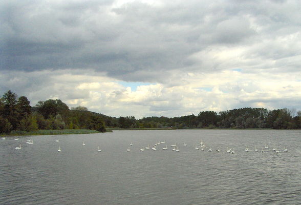 "Jezioro łabędzie"
Łabędzie przy ujściu Skrwy
