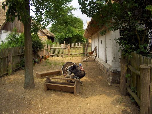 Wiejskie obejście
Takich ptaków płockie dzieci nie zobaczą w zoo - trzeba się wybrać do skansenu w Sierpcu.
Słowa kluczowe: skansen Sierpc