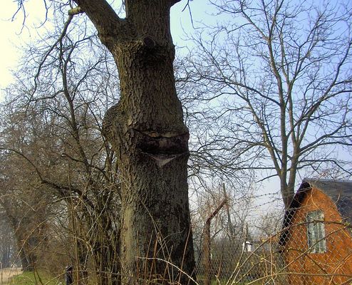 Cywilizowany "ulicożerca"
Drzewo przy ul. Szpitalnej, któremu w ub. roku wyjęto z "paszczy" tablicę z nazwą ulicy.
Słowa kluczowe: winiary