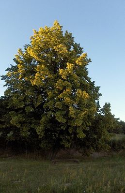 Ławeczka w Murzynowie
Pod kwitnącą, pachnącą lipą.
Słowa kluczowe: Murzynowo