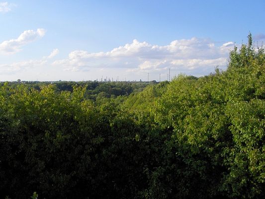 Dżungla płocka
Jar Brzeźnicy widziany ze Skarpy.
