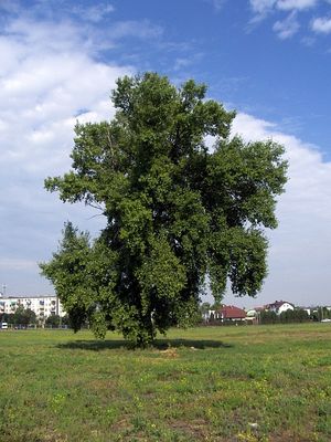 Samotna topola
Widok od ul. Gałczyńskiego
Słowa kluczowe: Płock Skarpa