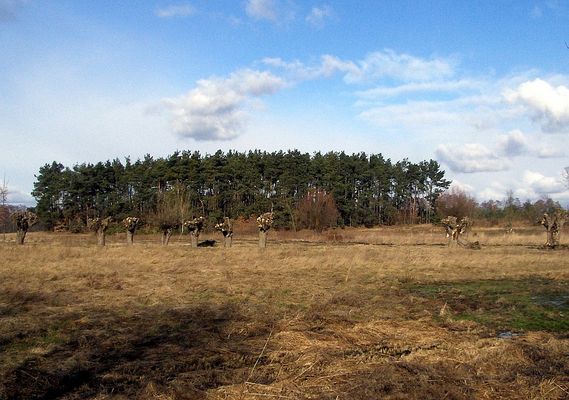 Krajobraz
Nietypowy płocki widok, roztaczający sie z ul. Łąckiej.
