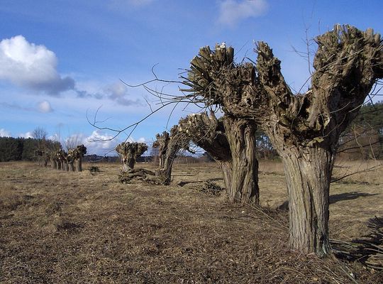 Płockie wierzby
"Ostrzyżone" wierzby napotkane w Górach.

