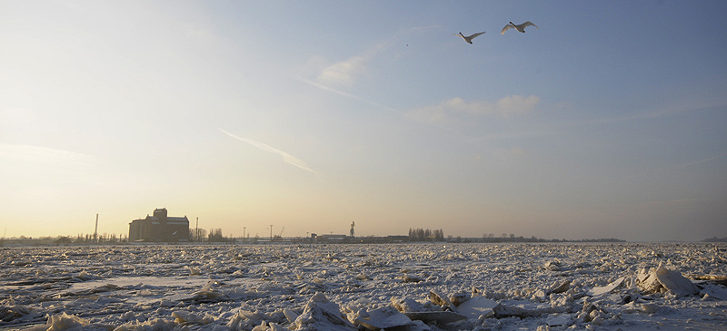 Szukając wody
popełnione podczas pleneru dnia 04.01.10
Słowa kluczowe: labedzi patrol wisla kra