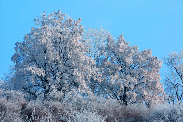 cukrowa wata
Wzgórze Tumskie widziane z okolic przystani ;-) przez 150mm
Słowa kluczowe: drzewa Tumy