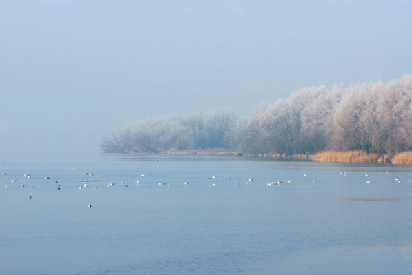 Brzeg dzielący Wisłę od Sobótki
wykonane 24-12-2007, spotkałem tego dnia jednego z Plockich fotografów na zdjęciach w tych okolicach.
Słowa kluczowe: Wisła Płock