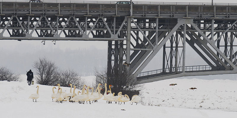 Nikt nie przejdzie jak nie da chleba ;-)
drugie tyle siedziało na wodzie u wylotu wody z przepompowni
Słowa kluczowe: swan, labedzie, most