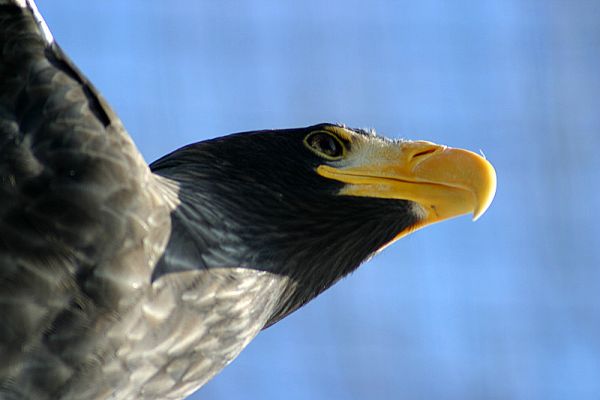 Orlen ;-)
jak w tytule ;-) canonik D... + Tokina 400mm co daje 400x1,5=640mm  z ręki z podparciem o kraty
Słowa kluczowe: ZOO orły