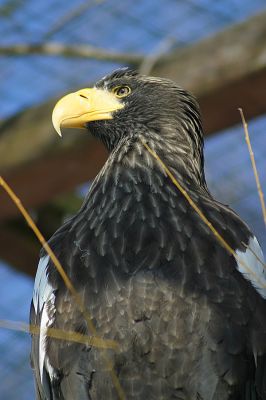 Symbol
ORLEN ;-)
Słowa kluczowe: ZOO Orły