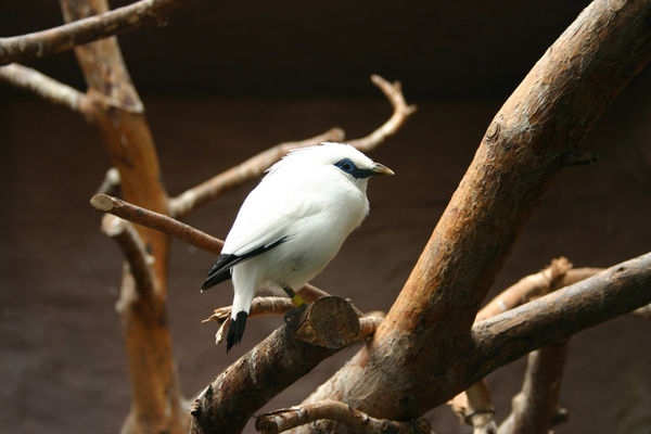 ptaszek
Płockie ZOO
