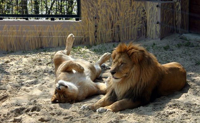 Lwy
Płockie ZOO
