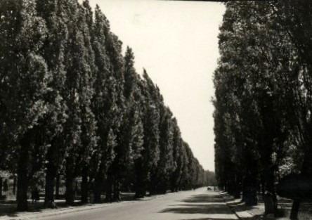 Aleje Jachowicza
gdzie się podziały piękne topole, gdzie tamte lata, gdzie ?
