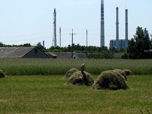 bocian, wieś, rafineria
Draganie, gm. Biała Stara
Słowa kluczowe: bocian rafineria Płock