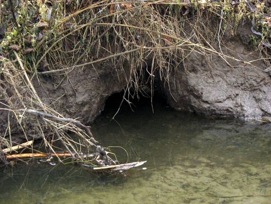 wejście do tunelu bobrów
rzeka Słupianka, nieopodal szkoły w Słupnie
Słowa kluczowe: rzeka bóbr Słupianka