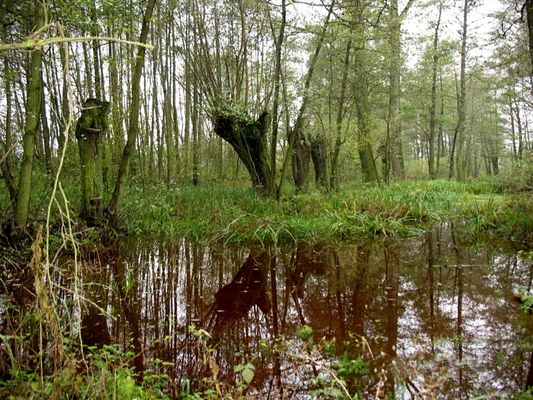 trzęsawisko
pogranicze Jordanowa i Dobrzykowa 
Słowa kluczowe: dzika sadzawka Dobrzyków Jordanów