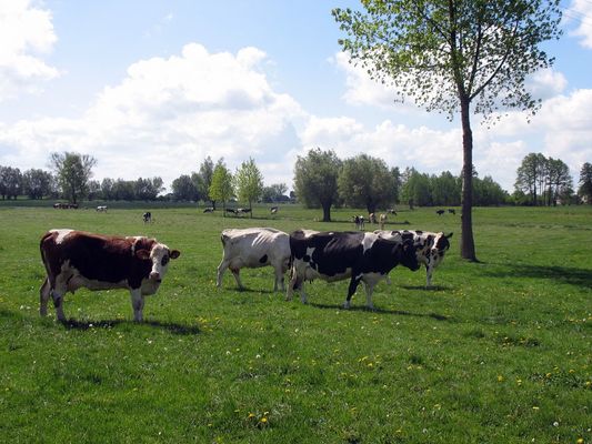 widoczek wiejski
Tłubice koło Bielska
Słowa kluczowe: Tłubice Bielsk maj 