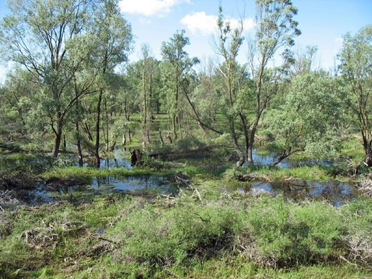 rzeka Wisła
na granicy Wykowa i Białobrzeg
Słowa kluczowe: rzeka Wisła Wykowo Białobrzegi