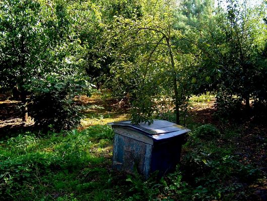 stary ul  w  sadzie
Święcice Stare,  gm. Mała Wieś
