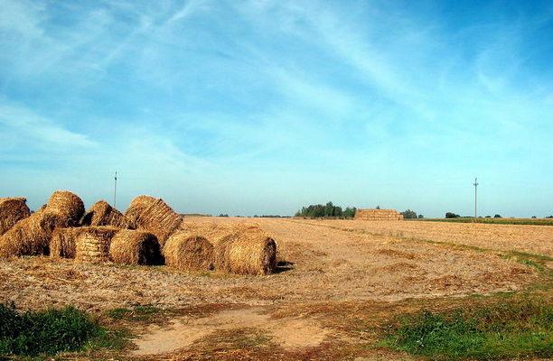 po żniwach
IX.2004r.  Święcice Stare, gm. Mała Wieś
