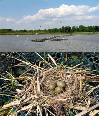 gniazda ptasie na pływającej fitobarierze 
Jezioro Zdworskie
Słowa kluczowe: gniazda fitobariera Jezioro Zdworskie