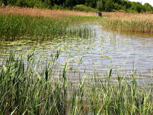 kwiaty wodne - grążel żółty
Jezioro Zdworskie
Słowa kluczowe: kwiaty wodne grążel  Jezioro Zdworskie