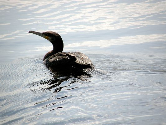 dorosły kormoran czarny waży maksymalnie do 3kg, zjada na Wisle 0,5kg ryb dziennie = 1000 kormoranów  x 0,5kg= 500kg !
Kormorany wytrzebiły już wody czeskie i niemieckie. Coraz większe ich ilości występują nad wodami Warmii i Mazur, gdzie ogołociły wody ze wszystkiego, co w niej pływa, więc ruszyły na południe. Są w okolicach Płocka. Są nawet w górskich partiach kraju.
Słowa kluczowe: kormorany Wisła Płock