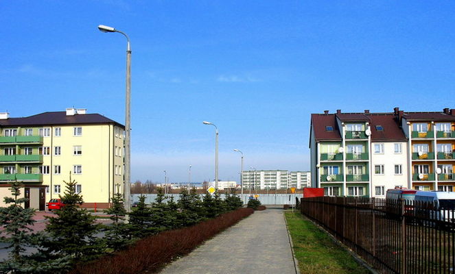 szpaler świerkowy
***
