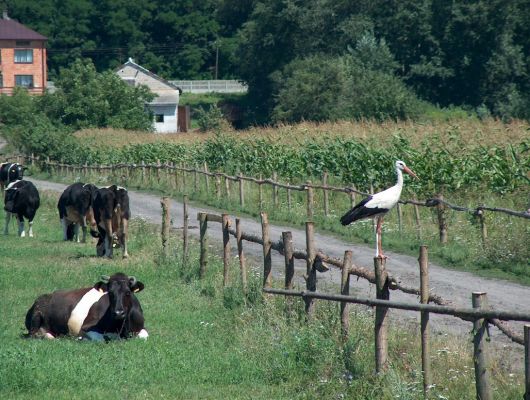 klimaty wsi podpłockiej
Rakowo
