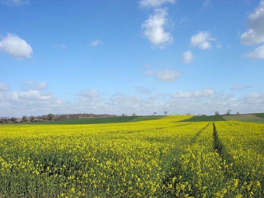 rzepak, pole, Gulczewo
***
Słowa kluczowe: rzepak, pole, Gulczewo