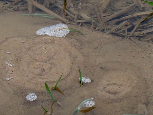 intensywne wysiąki wody u podnóża wału przeciwpowodziowego Wisły
Te są akurat niegroźne. Groźne są te, które wypłukują spod wału piasek (woda jest wtedy bardzo mętna - trzeba zawiadomić o tym niezwłocznie w danej okolicy właściwy gminny komitet "przeciwpowodziowy")
