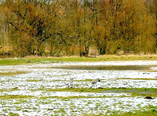 żurawie -  przedwiośnie 2009r.
nad Skrwą Lewą, dopływem Jeziora Soczewka 
Słowa kluczowe: żurawie Skrwa Lewa przedwiośnie