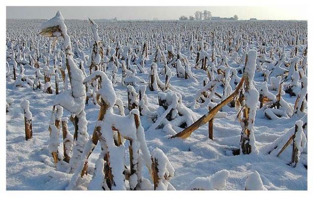 kukurydziany krajobraz zimowy
okolice Słupna
