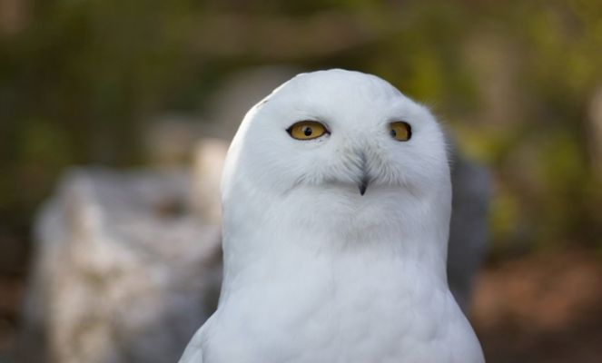 Sowa śnieżna-samiec
zoo
