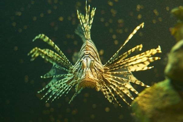 masz szczescie ze jest szyba..., bo byśmy inaczej pogadali...
skrzydlica-zoo
