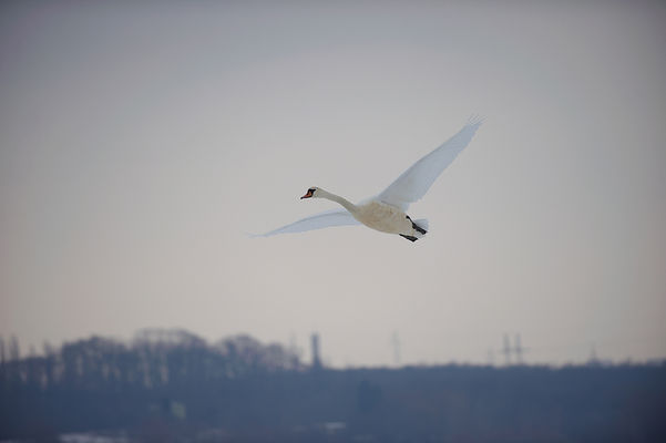 łabądź
Radziwie - okolice przystani jachtowej
Słowa kluczowe: łabądź 