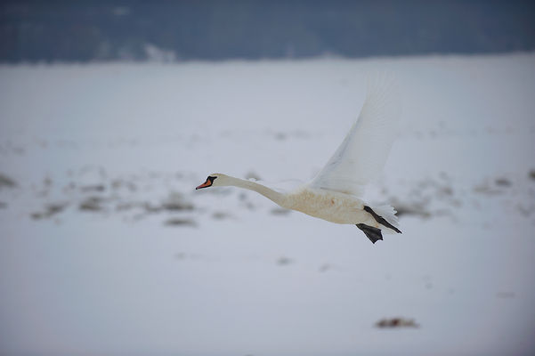 łabądź
Radziwie- okolice przystani jachtowej
Słowa kluczowe: łabędzie 