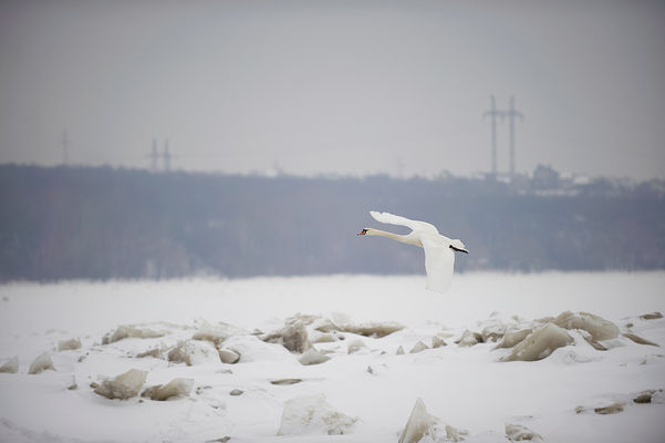 łabędzie zimą
Radziwie- okolice przystani jachtowej.
Słowa kluczowe: łabądź 
