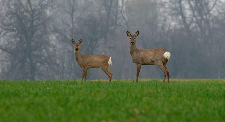 Sarny
Kostrogaj - Lotnisko
