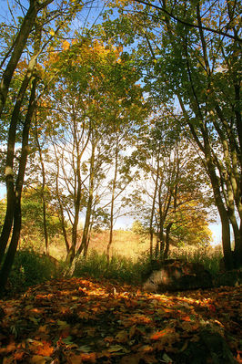 Jesienią nad Brzeźnicą
