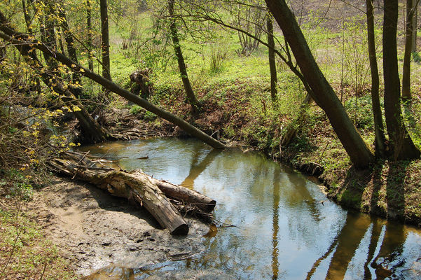Brzeźnica na Parowie / Wiosna
