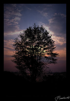 Samotne Drzewo
Prawy brzeg Wisły / Szczyt Skarpy
