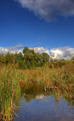 Oczko wodne na Parowie
Dawne jeziorko już wysycha... ( zarosło jak diabli )
