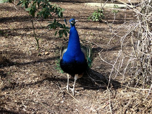 ZOO - ...dumny jak... Paw
