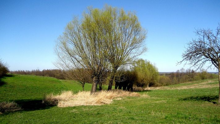 Wiosna w Ciechomicach
